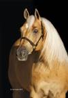 http://www.magoteaux.com/SWRHA/images/stallions/head/Lena%20Spark.jpg