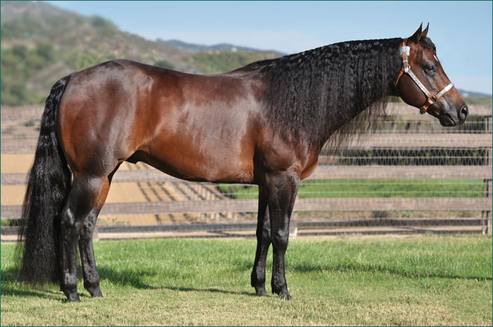 Cromed out mercedes stud fee