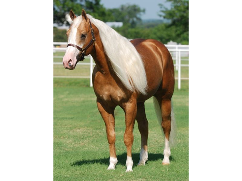 http://www.magoteaux.com/SWRHA/images/stallions/stop/Smart%20And%20Shiney.jpg
